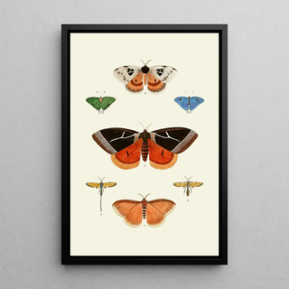 Pieter Cramer - De uitlandsche kapellen voorkomende in de drie waerelddeelen Asia Africa en America pl04.webp