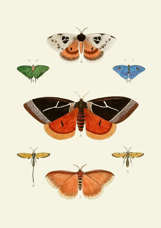 Pieter Cramer - De uitlandsche kapellen voorkomende in de drie waerelddeelen Asia Africa en America pl04.webp