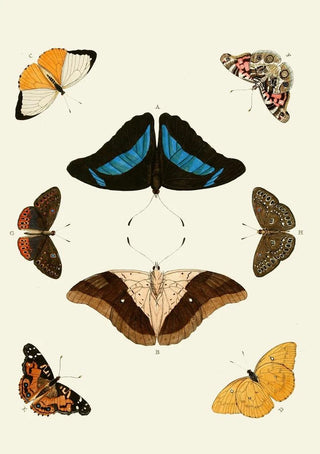 Pieter Cramer - De uitlandsche kapellen voorkomende in de drie waerelddeelen Asia Africa en America pl12.webp