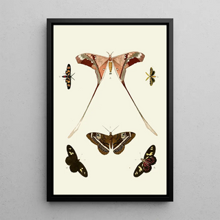 Pieter Cramer - De uitlandsche kapellen voorkomende in de drie waerelddeelen Asia Africa en America pl13.webp