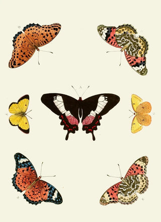 Pieter Cramer - De uitlandsche kapellen voorkomende in de drie waerelddeelen Asia Africa en America pl14.webp