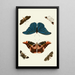 The exotic butterflies of the three continents Asia Africa and America pl15 - Pieter Cramer — framed artwork on a wall