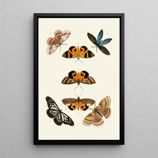 Pieter Cramer - De uitlandsche kapellen voorkomende in de drie waerelddeelen Asia Africa en America pl30.webp