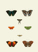 The exotic butterflies of the three continents Asia Africa and America pl48 - Pieter Cramer — artwork view