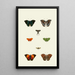 The exotic butterflies of the three continents Asia Africa and America pl48 - Pieter Cramer — framed artwork on a wall
