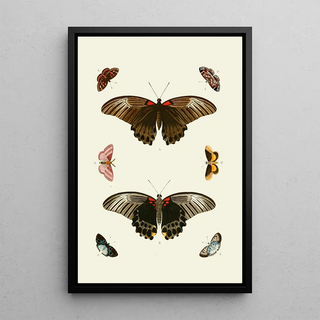 Pieter Cramer - De uitlandsche kapellen voorkomende in de drie waerelddeelen Asia Africa en America pl50.webp