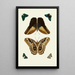 The exotic butterflies of the three continents Asia Africa and America pl51 - Pieter Cramer — framed artwork on a wall