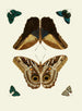 The exotic butterflies of the three continents Asia Africa and America pl51 - Pieter Cramer — artwork view