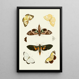 Pieter Cramer - De uitlandsche kapellen voorkomende in de drie waerelddeelen Asia Africa en America pl55.webp