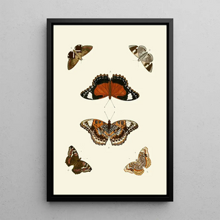 Pieter Cramer - De uitlandsche kapellen voorkomende in de drie waerelddeelen Asia Africa en America pl62.webp