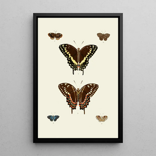 Pieter Cramer - De uitlandsche kapellen voorkomende in de drie waerelddeelen Asia Africa en America pl93.webp