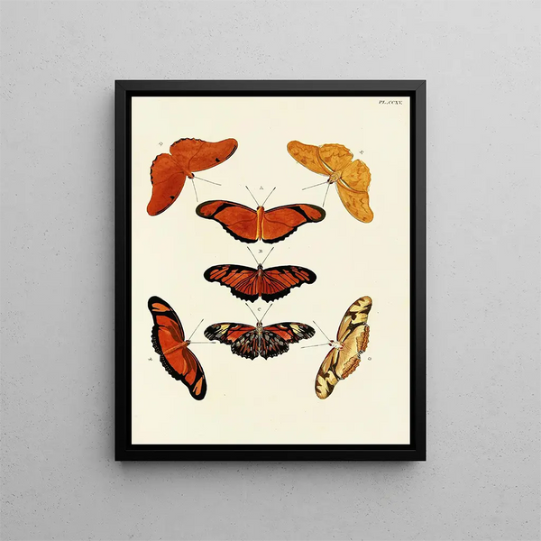 Pieter Cramer - Foreign butterflies occurring in the three continents Asia Africa and America Pl023.webp