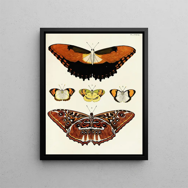 Pieter Cramer - Foreign butterflies occurring in the three continents Asia Africa and America Pl025.webp