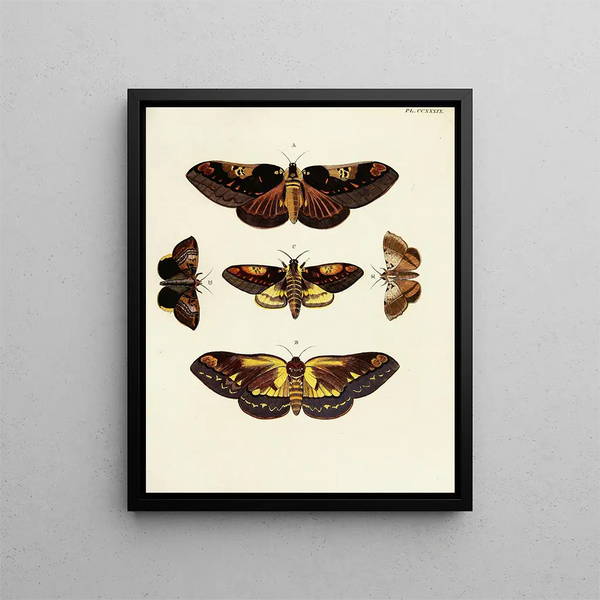 Pieter Cramer - Foreign butterflies occurring in the three continents Asia Africa and America Pl046.webp