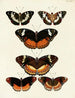 Butterflies from different countries present on the three continents Asia Africa and America Pl062 - Pieter Cramer — artwork view