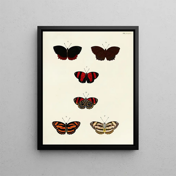 Pieter Cramer - Foreign butterflies occurring in the three continents Asia Africa and America Pl063.webp
