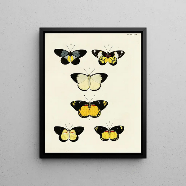 Pieter Cramer - Foreign butterflies occurring in the three continents Asia Africa and America Pl065.webp