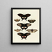 Butterflies from different countries present on the three continents Asia, Africa, and America Pl072 - Pieter Cramer — framed artwork on a wall