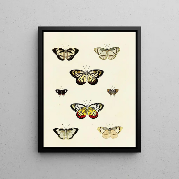 Pieter Cramer - Foreign butterflies occurring in the three continents Asia Africa and America Pl126.webp