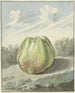 Apfel in einer Landschaft - Pieter Gevers — Ansicht des Kunstwerks