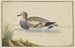 Enten links - Pieter Holsteijn — Ansicht des Kunstwerks