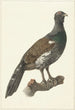 Grand Capercaillie Painting - Pieter Pietersz Barbiers — artwork view