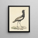 Baardtrap (Eupodotis bengalensis) - Pieter Pietersz Barbiers — quadro incorniciato alla parete
