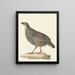Chinesisches Francolin-Gemälde Excalfactoria chinensis - Pieter Pietersz. Barbiers — gerahmtes Bild an der Wand