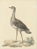 Denhams piège Neotis denhami - Pieter Pietersz. Barbiers — Ansicht des Kunstwerks