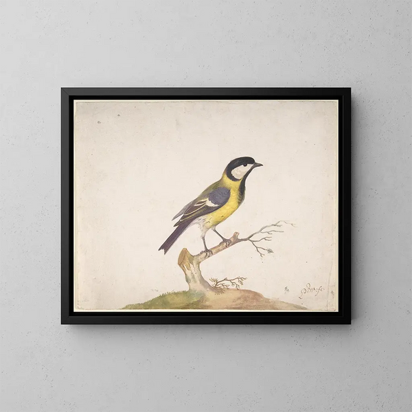 Eine Kohlmeise auf einem Ast sitzend - Pieter Withoos — gerahmtes Bild an der Wand