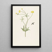 Renoncule jaune double et insecte - Pieter Withoos — quadro incorniciato alla parete