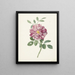 Roos - Pieter Withoos — framed artwork on a wall