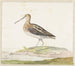 Bécassine - Pieter Withoos — artwork view