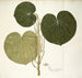 Piper umbellatum - Nikolaus Joseph Freiherr von Jacquin — Ansicht des Kunstwerks