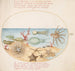 Placca 53 Conchiglie di mare, Corallo, Polpo, Stella marina, Calamaro e Altre creature marine - Joris Hoefnagel — vista dell’opera