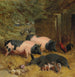 Porcs Berkshire e Galli in un cortile con fieno - John Frederick Herring Snr — vista dell’opera
