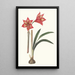 Amaryllis Correiensis - Priscilla Susan Bury — gerahmtes Bild an der Wand