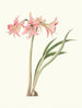 Amaryllis stilosa - Priscilla Susan Bury — vista dell’opera