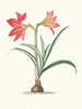 Amaryllis platypetala - Priscilla Susan Bury — vista dell’opera