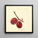 Prunus domestica Illinois Ironclad - Anonym — gerahmtes Bild an der Wand