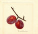 Prunus domestica Illinois Ironclad - Anonym — Ansicht des Kunstwerks