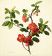 Pyrus japonica cotoglo giapponese - Mary Lawrance — vista dell’opera