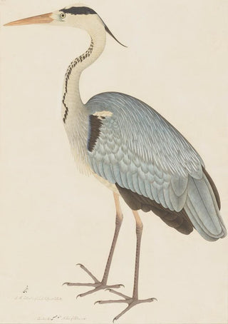 Ram Das - Grey Heron.webp