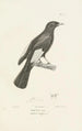 Centurie zoologique Pl06 - René Primevère Lesson — artwork view