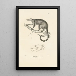 RenPrimevre Lesson - Centurie zoologique Pl10.webp