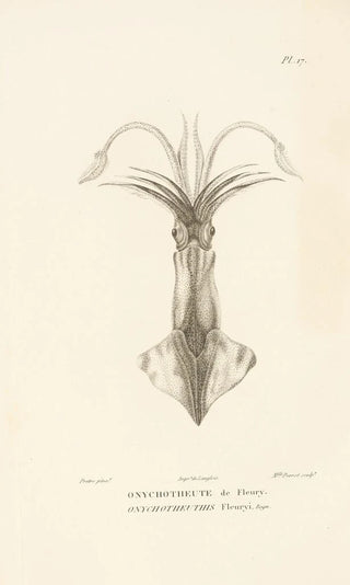 RenPrimevre Lesson - Centurie zoologique Pl17.webp