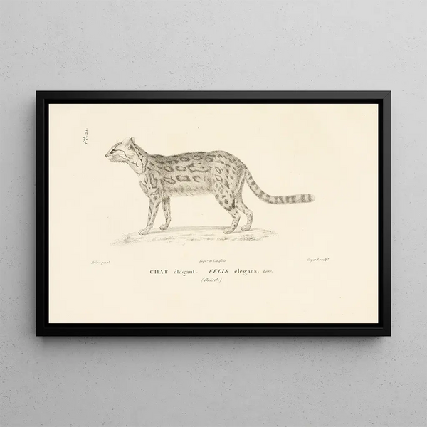 RenPrimevre Lesson - Centurie zoologique Pl21.webp