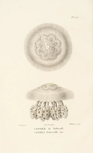 RenPrimevre Lesson - Centurie zoologique Pl23.webp