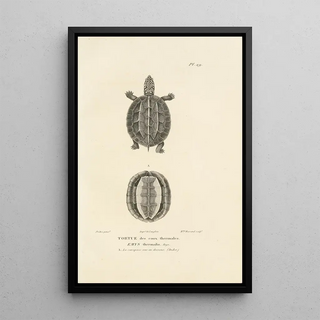 RenPrimevre Lesson - Centurie zoologique Pl29.webp