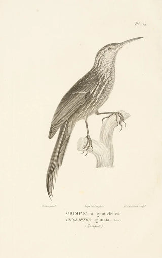 RenPrimevre Lesson - Centurie zoologique Pl32.webp